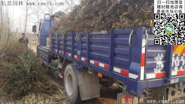 火棘--長(zhǎng)景園林 火棘--長(zhǎng)景園林