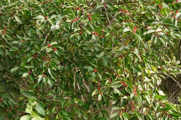 金銀木標價表 金銀木標價表