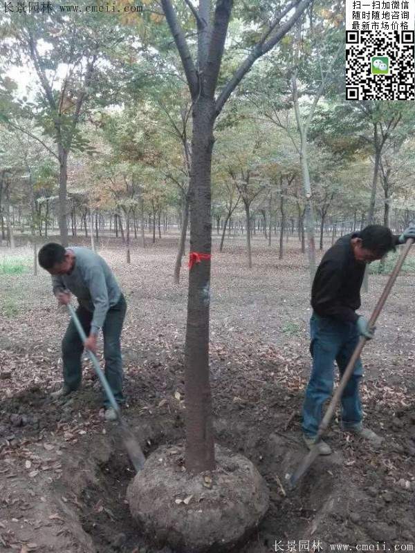 大規格櫸樹 大規格櫸樹