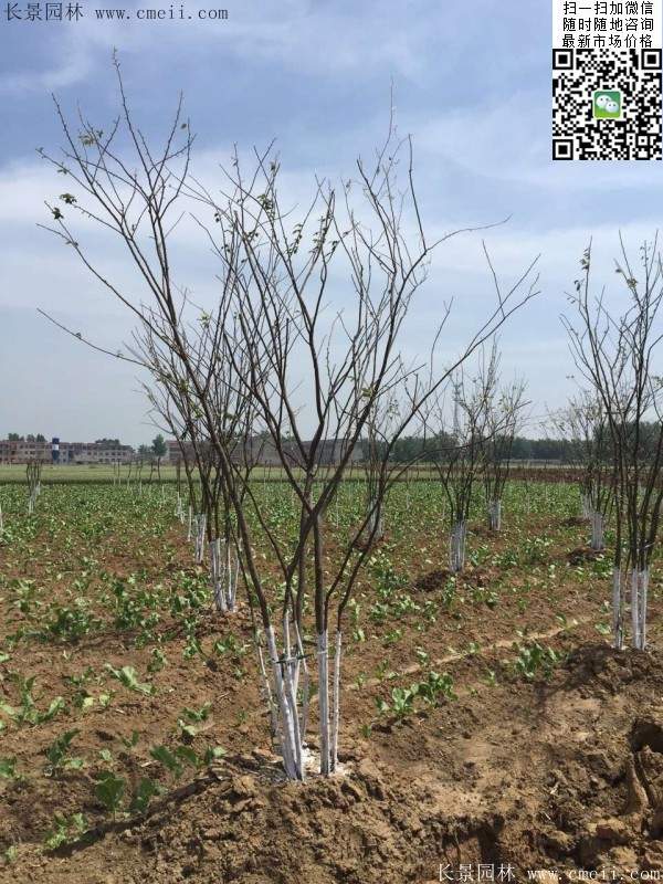 大規(guī)格櫸樹