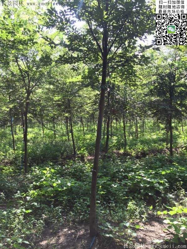 櫸樹身價(jià) 櫸樹身價(jià)