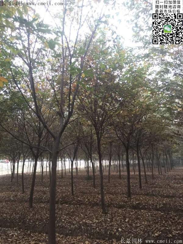 櫸樹身價(jià) 櫸樹身價(jià)