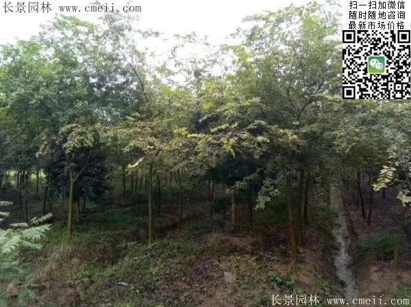 櫸樹身價(jià) 櫸樹身價(jià)