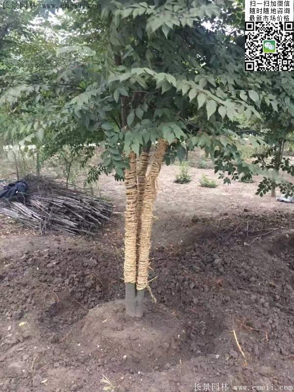 三棵櫸樹的故事 三棵櫸樹的故事