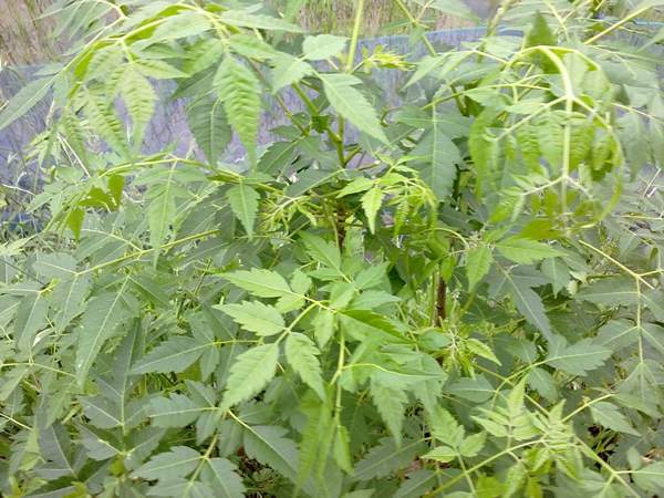 櫸樹(shù)移栽 櫸樹(shù)移栽