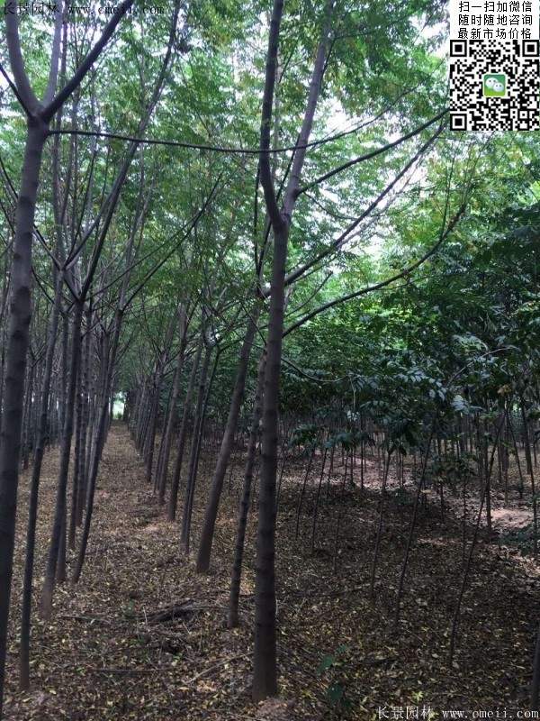 苦楝基地 苦楝基地