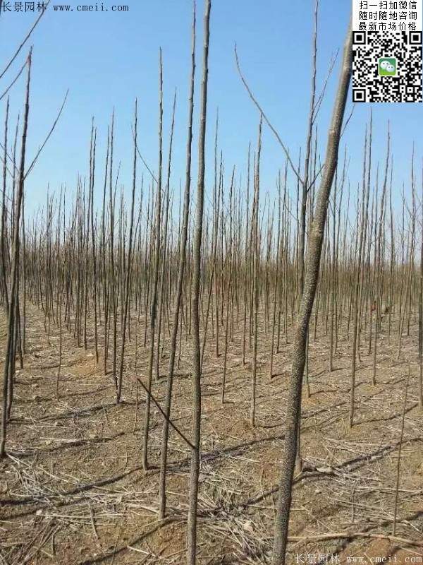 苦楝基地 苦楝基地