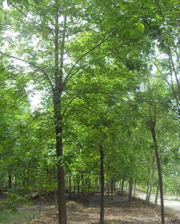 沭陽的苦楝樹基地 沭陽的苦楝樹基地