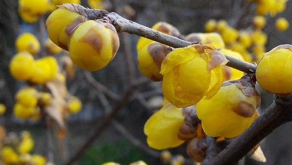 沭陽臘梅花 沭陽臘梅花