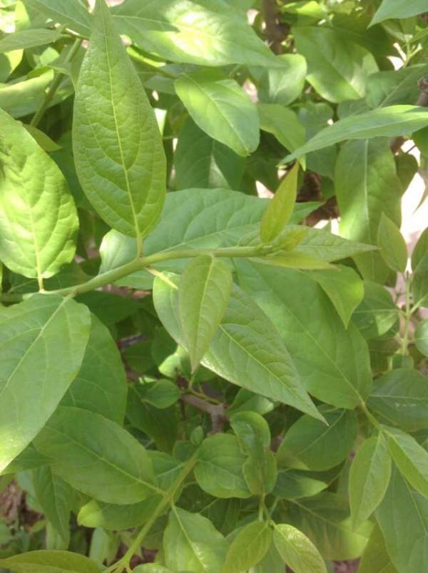 華東臘梅樹(shù)批發(fā)