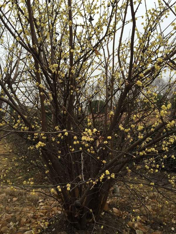 華東臘梅樹(shù)批發(fā)