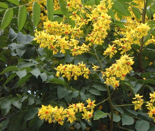 大欒樹(shù) 大欒樹(shù)