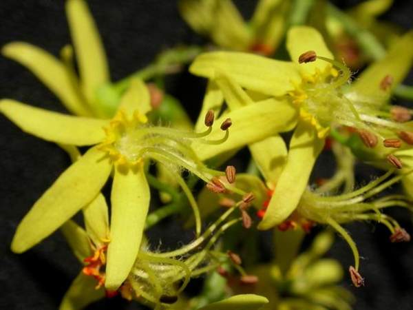 欒樹基地 欒樹基地