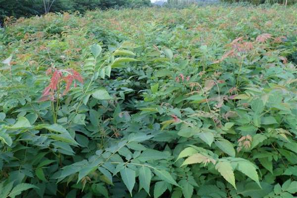 欒樹種植 欒樹種植