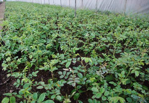 玫瑰花修剪 玫瑰花修剪