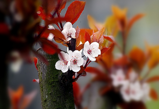 紅葉李花 紅葉李花