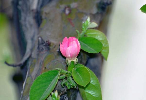 木瓜價(jià)格 木瓜價(jià)格