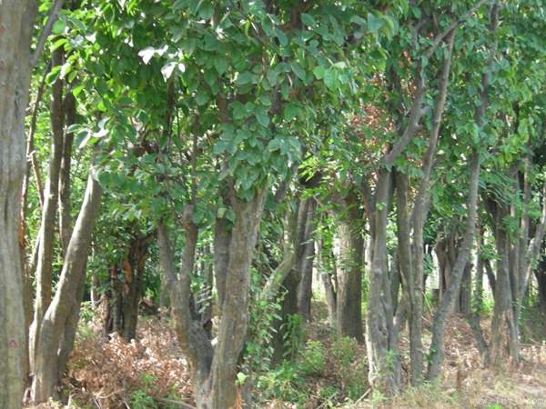 木瓜樹品種 木瓜樹品種