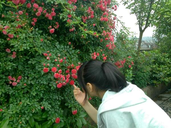 沭陽薔薇 沭陽薔薇