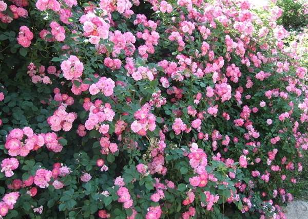 沭陽薔薇 沭陽薔薇