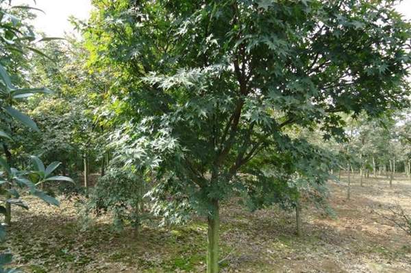 沭陽(yáng)青楓樹(shù)的價(jià)格