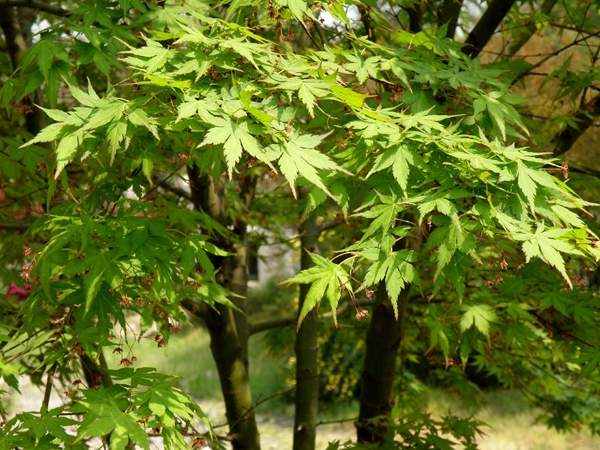 青楓樹(shù)銷(xiāo)售