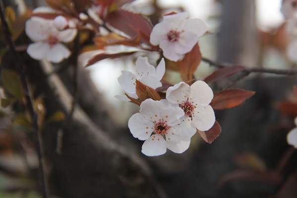 2016年紫葉李的價格 2016年紫葉李的價格