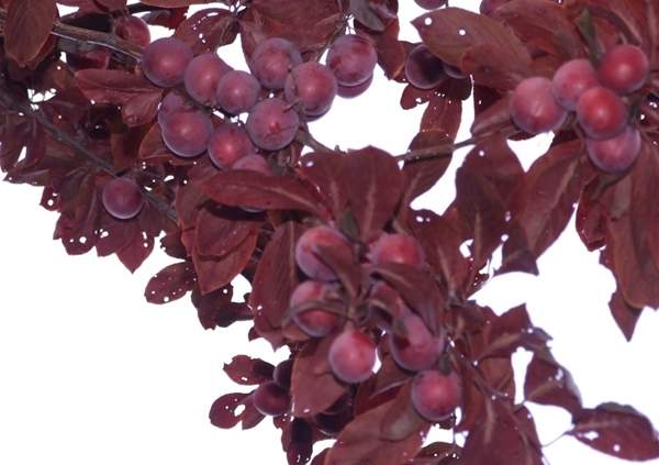 沭陽紫葉李 沭陽紫葉李