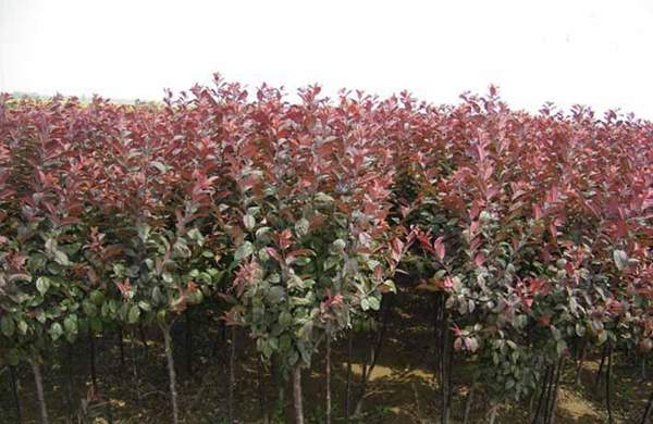 紫葉李規格 紫葉李規格