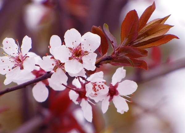 沭陽紫葉李樹 沭陽紫葉李樹