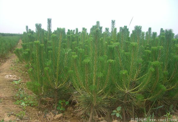 沭陽(yáng)黑松基地 沭陽(yáng)黑松基地