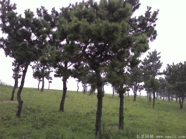 沭陽(yáng)黑松基地 沭陽(yáng)黑松基地