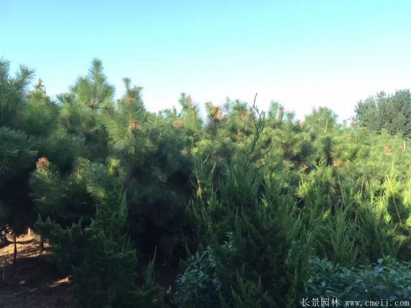 沭陽(yáng)黑松基地 沭陽(yáng)黑松基地