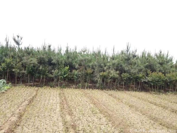 沭陽(yáng)黑松基地 沭陽(yáng)黑松基地