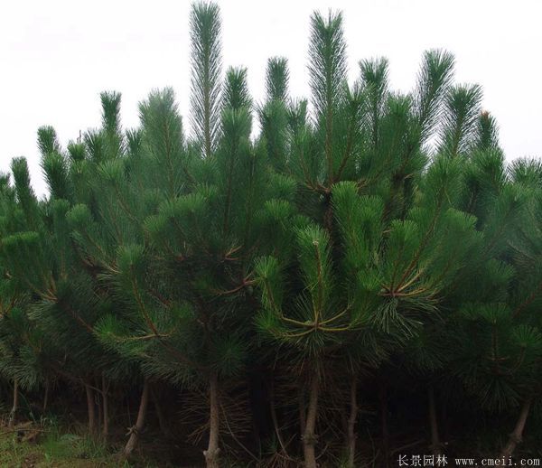 黑松基地 黑松基地