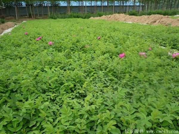 低價銷售優(yōu)質玫瑰苗