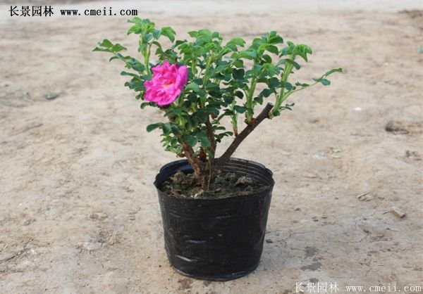 低價銷售優(yōu)質玫瑰苗