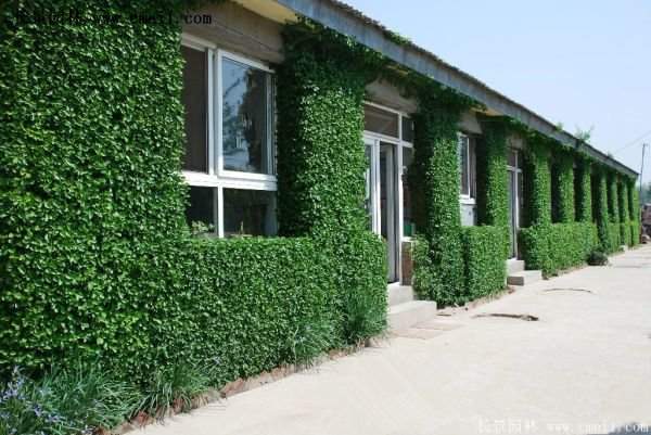 大葉扶芳藤 大葉扶芳藤