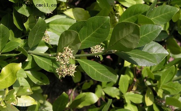 沭陽(yáng)扶芳藤 沭陽(yáng)扶芳藤