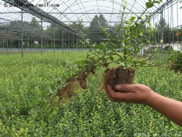 沭陽(yáng)扶芳藤 沭陽(yáng)扶芳藤