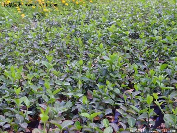 沭陽(yáng)扶芳藤 沭陽(yáng)扶芳藤