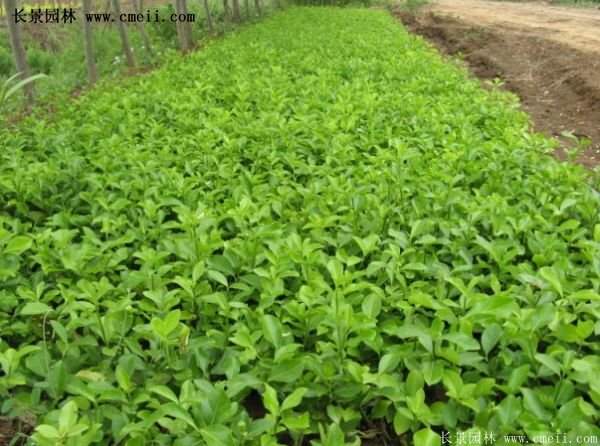 沭陽(yáng)扶芳藤 沭陽(yáng)扶芳藤