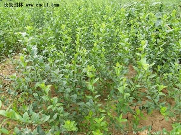 沭陽低價扶芳藤 沭陽低價扶芳藤