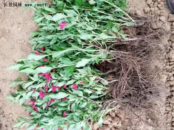 紅王子錦帶價格