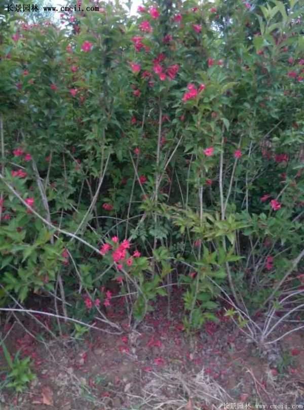 紅王子錦帶價格