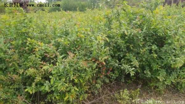 紅王子錦帶規(guī)格 紅王子錦帶規(guī)格