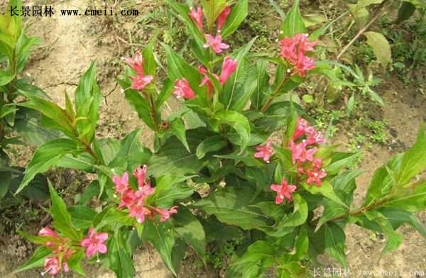 沭陽紅王子錦帶花 沭陽紅王子錦帶花