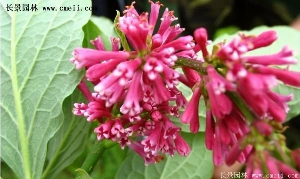 沭陽紅王子錦帶花基地 沭陽紅王子錦帶花基地