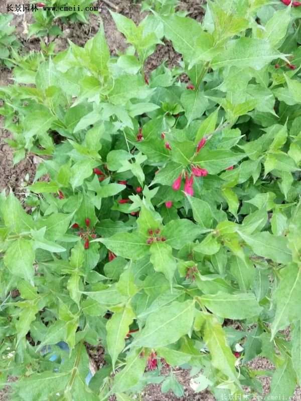 沭陽“三省”的紅王子錦帶花的價格表 沭陽“三省”的紅王子錦帶花的價格表