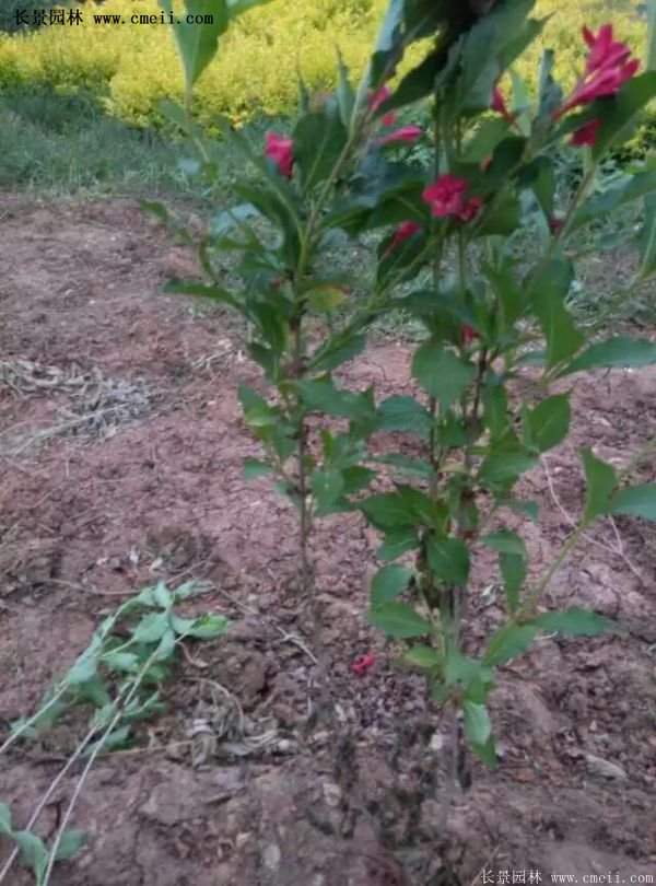 沭陽“三省”的紅王子錦帶花的價格表 沭陽“三省”的紅王子錦帶花的價格表